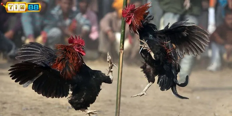 Cách chọn gà đá